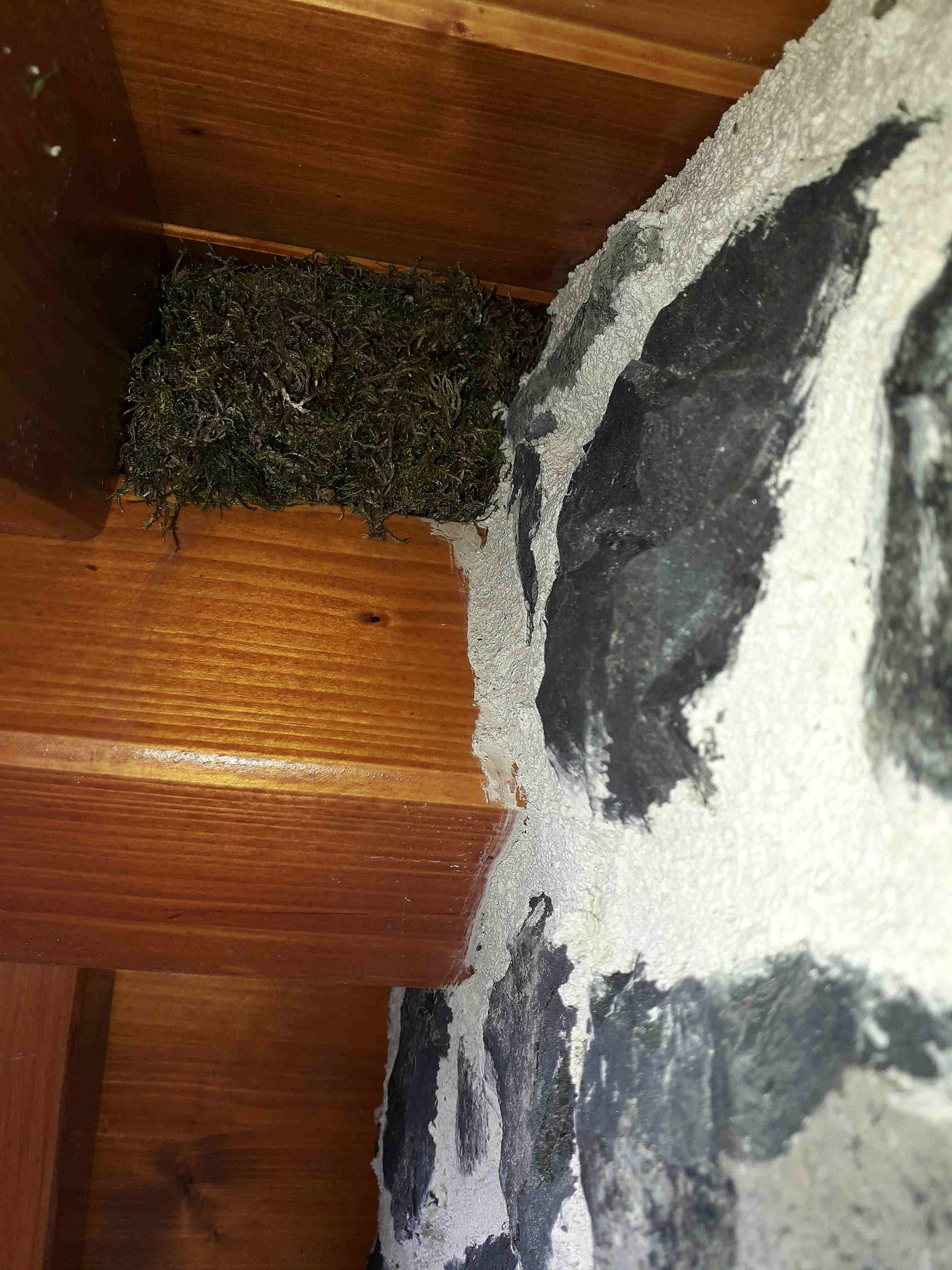 Ein Vögelchen fühlt sich direkt bei bei Maria wohl und baut sein Nest im Gebälk